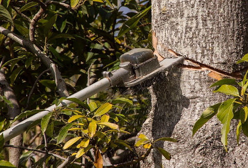 Tree Service Stamford