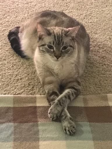 Pet Supply Store «PetSmart», reviews and photos, 7850 W Commercial Blvd, Lauderhill, FL 33351, USA