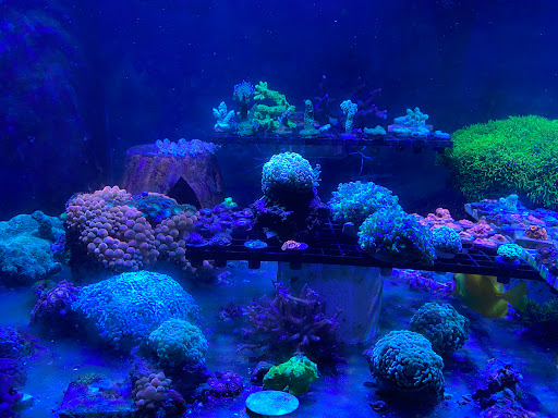 Pet Store «Exotic Fish», reviews and photos, 406 Northside Dr # F, Valdosta, GA 31602, USA