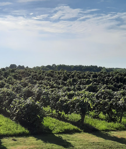 Winery «Virant Family Winery Inc», reviews and photos, 541 Atkins Rd, Geneva, OH 44041, USA
