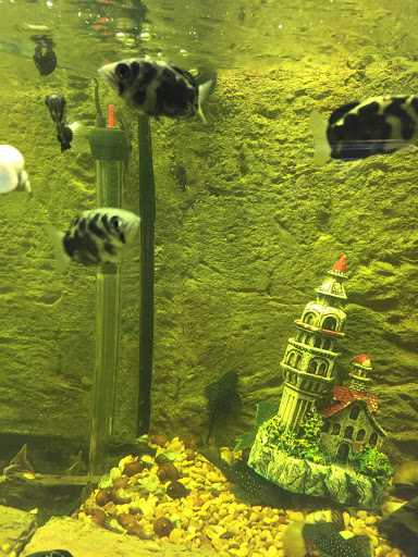 Pet Store «WorldWide Fish & Pets», reviews and photos, 61 Amity Rd, New Haven, CT 06515, USA