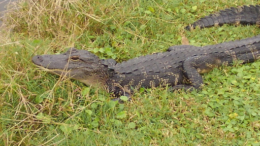 Golf Club «Lansbrook Golf Club», reviews and photos, 4605 Village Center Dr, Palm Harbor, FL 34685, USA