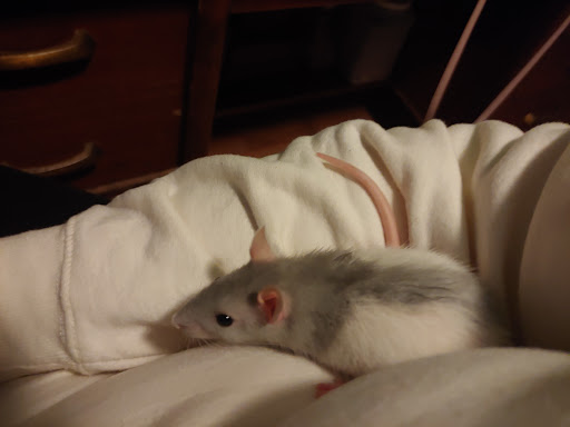 Pet Supply Store «Petco Animal Supplies», reviews and photos, 1410 N Loop 336 W, Conroe, TX 77304, USA