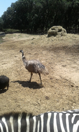 Ranch «Sharkarosa Wildlife Ranch», reviews and photos, 11670 Massey Rd, Pilot Point, TX 76258, USA