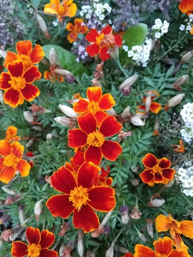 Park «Confluence Park», reviews and photos, 2250 15th St, Denver, CO 80202, USA