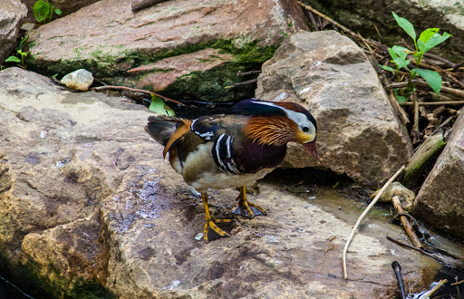 Zoo «Simmons Aviary», reviews and photos, 3701 S 10th St, Omaha, NE 68107, USA