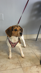 Fair Care Animal Hospital