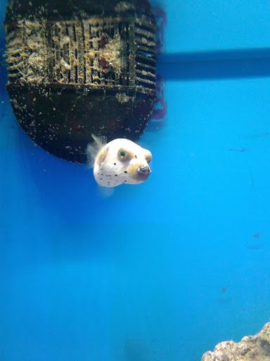 Tropical Fish Store «Scranton Aquarium», reviews and photos, 1819 Sanderson Ave, Scranton, PA 18509, USA