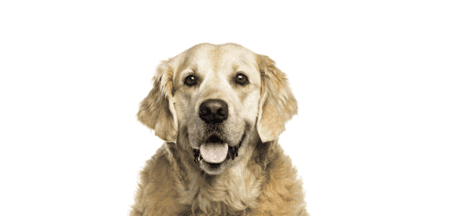 PetCure Oncology Chicago - Advanced Cancer Treatments for Cats & Dogs image