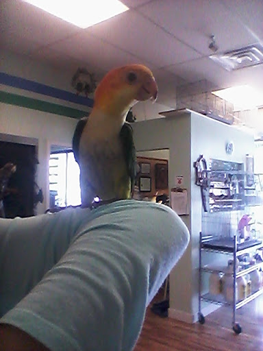 Ronie's For the Love of Birds