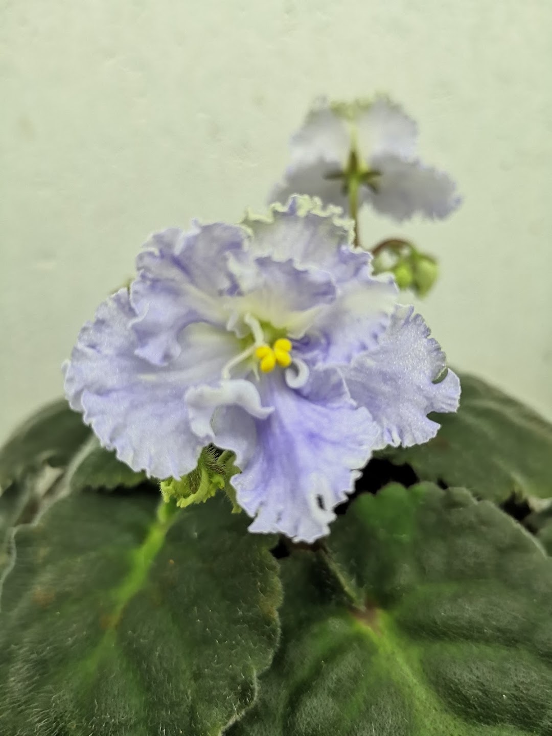 African Violets SA