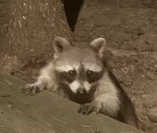 Park «Lake Houston Wilderness Park», reviews and photos, 25840 FM 1485, New Caney, TX 77357, USA