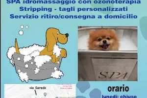 Figaro Dog Toelettatura e SPA image