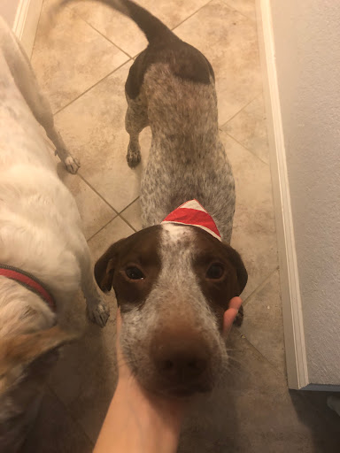 Pet Store «Pet Supermarket, Inc.», reviews and photos, 1938 FL-44 #40, New Smyrna Beach, FL 32168, USA