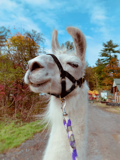 Farm «Dakota Ridge Farm», reviews and photos, 189 E High St, Ballston Spa, NY 12020, USA