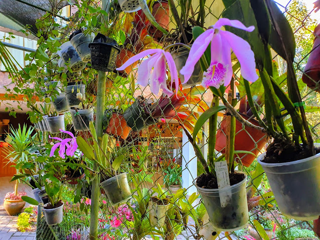Orquídeas Amazónicas Tarapoto