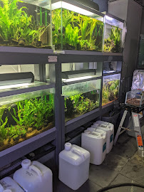 AquaZoo - Photo 3 - Car repair in Webster, TX, Pasadena