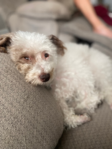 Pet Supply Store «Petco Animal Supplies», reviews and photos, 2210 N Eagle Rd, Meridian, ID 83646, USA