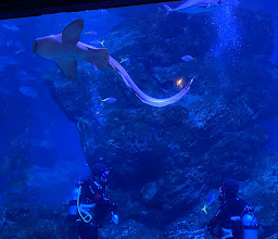SEA LIFE Bangkok Ocean World photo