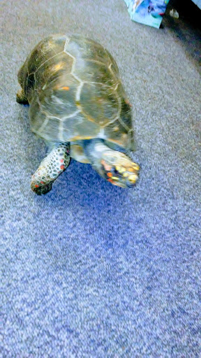 Pet Store «Simply Pets», reviews and photos, 1977 S Military Hwy, Chesapeake, VA 23320, USA