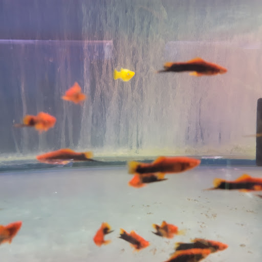 Pet Store «Fish R Us», reviews and photos, 10855 TX-242, Conroe, TX 77385, USA