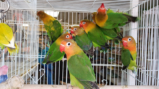Pet Store «Louis Birds Pets & Supplies», reviews and photos, 80 Keyes St, San Jose, CA 95122, USA
