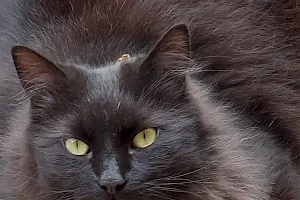 Sweet Black Cat image