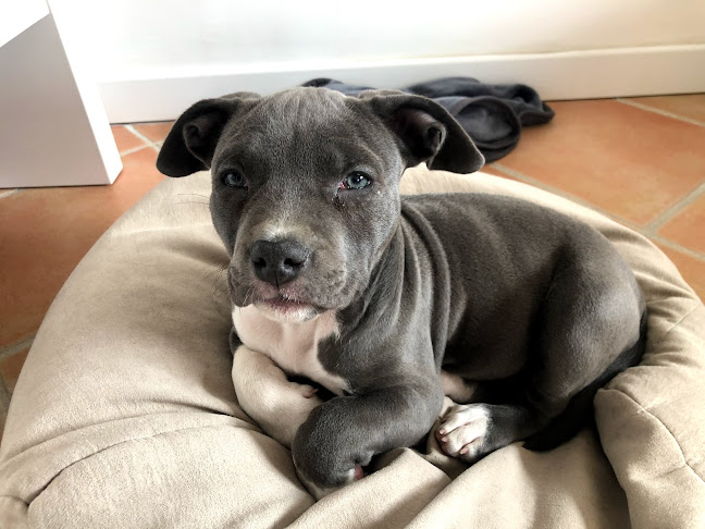 Lover Dog Marseille - Marseille