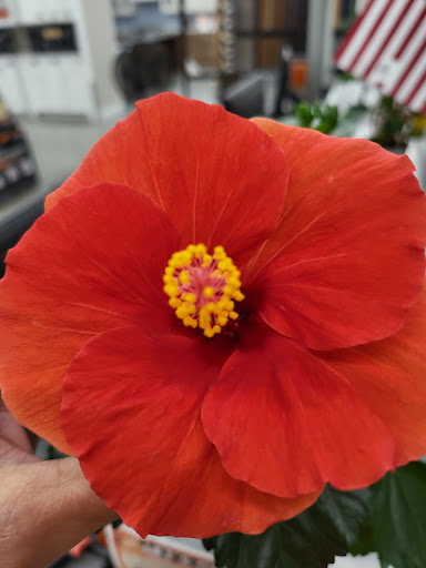 Home Improvement Store «The Home Depot», reviews and photos, 440 Randall Rd, South Elgin, IL 60177, USA