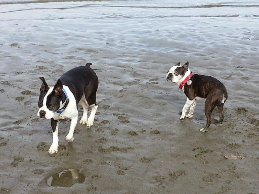 State Park «Dash Point State Park», reviews and photos, 5700 SW Dash Point Rd, Federal Way, WA 98023, USA