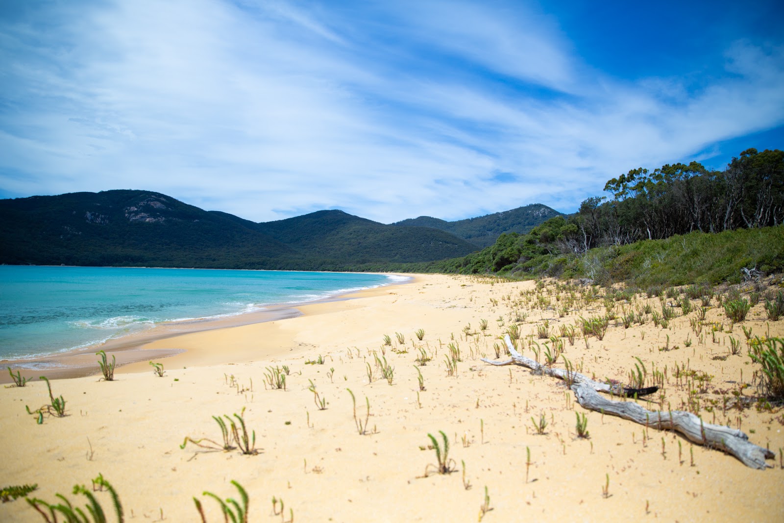 Sealers Cove Beach'in fotoğrafı çok temiz temizlik seviyesi ile