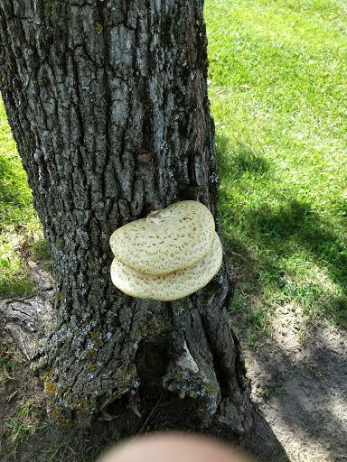 Golf Club «Valley High Golf Club», reviews and photos, 9203 T-243, Houston, MN 55943, USA