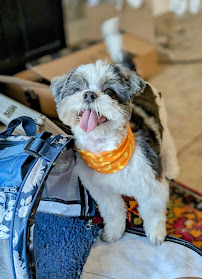 Pensacola Pet Resort Too - Photo 8 - Car repair in Pensacola, FL, Pensacola