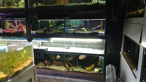 Tropical Fish Store «Fish Den Inc.», reviews and photos, 5055 W 44th Ave, Denver, CO 80212, USA