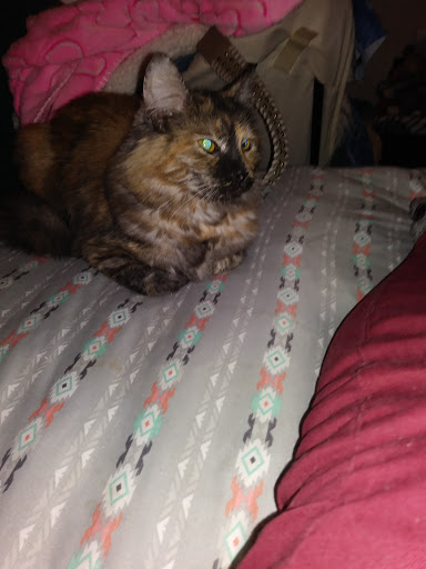 Electronics Store «Best Buy», reviews and photos, 6110 Birdcage Centre Ln, Citrus Heights, CA 95610, USA