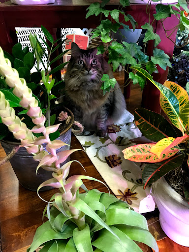 Florist «The Floral Gallery», reviews and photos, 146 Williams St, Marlborough, MA 01752, USA