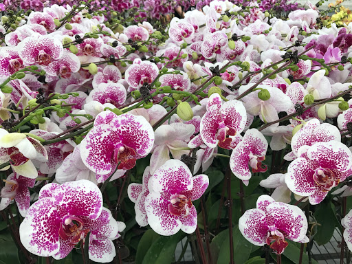 Aroma Orchids of Rowland Heights (No Retail)
