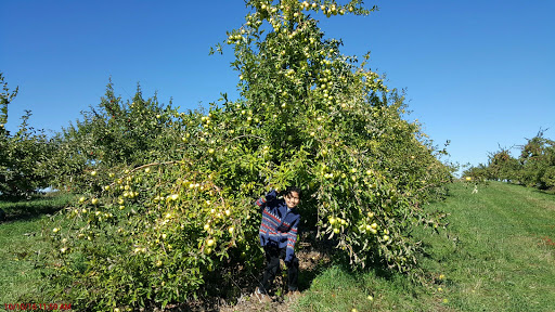 Orchard «Autumn Hills Orchard», reviews and photos, 495 Chicopee Row, Groton, MA 01450, USA