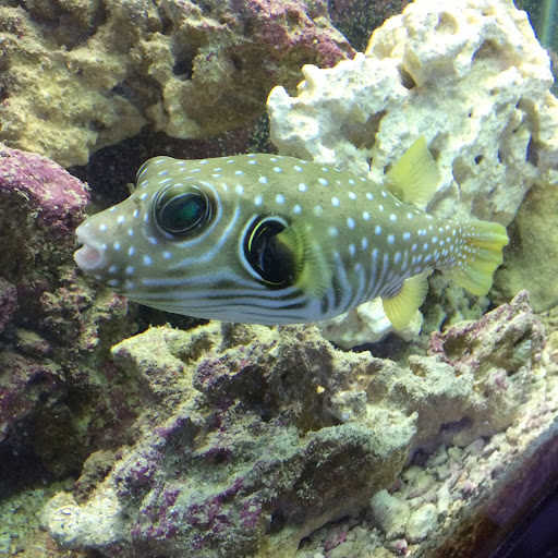 Pet Store «Colchester pet Shop LLC», reviews and photos, 111 Loomis Rd #2a, Colchester, CT 06415, USA