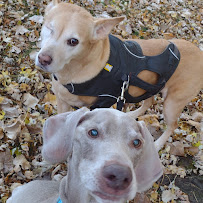 M & A Pet Services - Photo 8 - Car repair in , Toledo