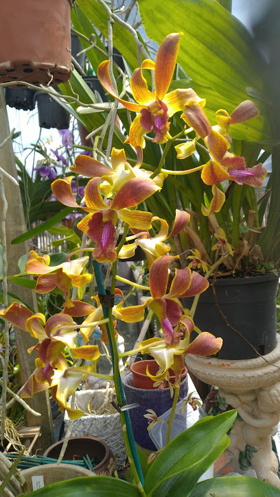 FongPing Orchids & Florist