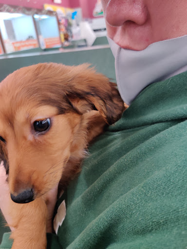 Pet Store «Petland», reviews and photos, 351 Diederich Blvd, Ashland, KY 41101, USA