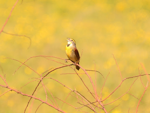 Nature Preserve «Elk and Bison Prairie», reviews and photos, Elk & Bison Prairie Rd, Golden Pond, KY 42211, USA