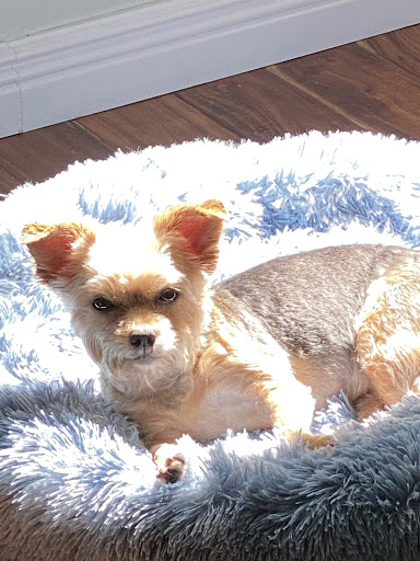 AMBOY VETERINARY CLINIC image