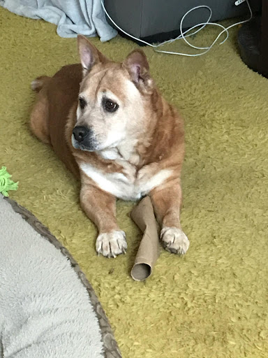 Pet Supply Store «Petco Animal Supplies», reviews and photos, 110 Percival Rd, Columbia, SC 29206, USA