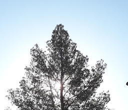 Parque Infantil Puerta Real photo