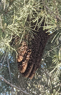 We Save Bees - Photo 2 - Car repair in San Diego, CA, San Diego