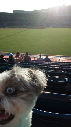 Stadium «Durham Bulls Athletic Park», reviews and photos, 409 Blackwell St, Durham, NC 27701, USA