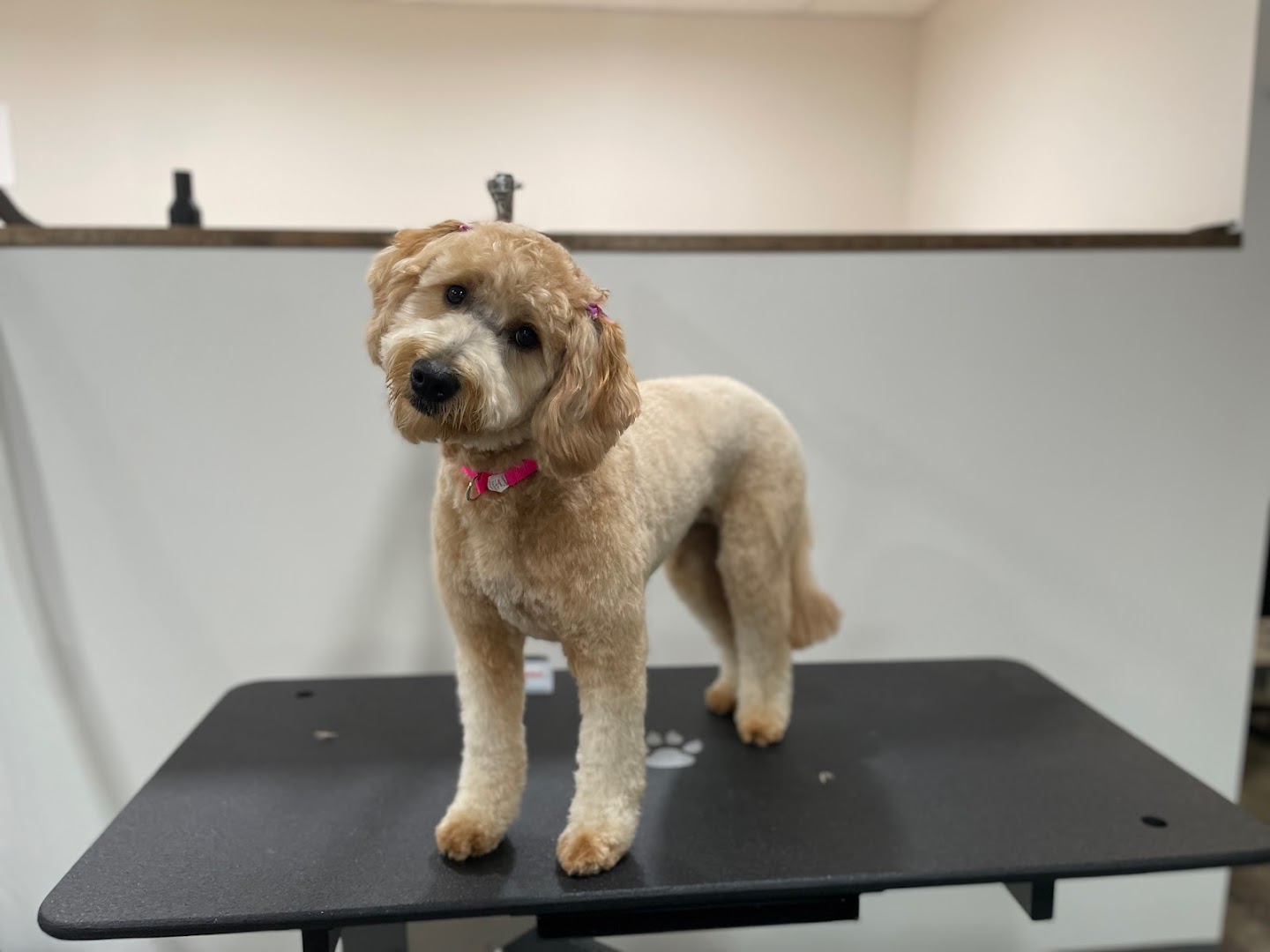 Whiskers & Wag Pet Grooming Salon (Mauch Chunk Pet Grooming)
