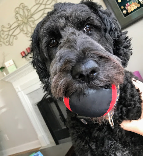 Pet Supply Store «PetSmart», reviews and photos, 4794 Jimmy Lee Smith Pkwy #108, Hiram, GA 30141, USA